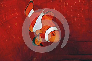 Clownfish or anemonefish