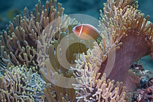 Clownfish or anemonefish