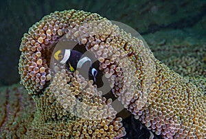 Clownfish or anemonefish