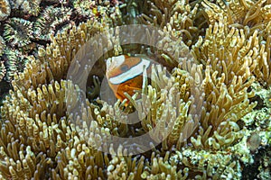 Clownfish or anemonefish