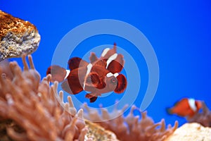 Clownfish or anemonefish