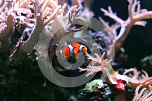 Clownfish or anemonefish