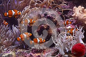 Clownfish and anemonefish