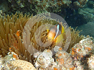 Clownfish, anemonefish, Amphiprioninae