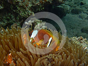 Clownfish, anemonefish, Amphiprioninae
