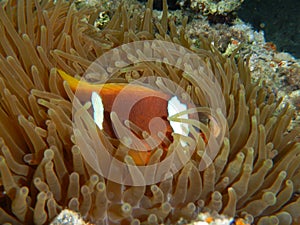 Clownfish, anemonefish, Amphiprioninae