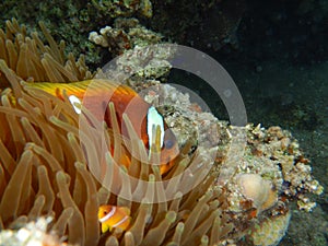 Clownfish, anemonefish, Amphiprioninae