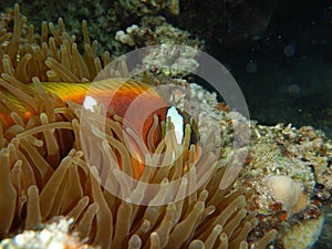 Clownfish, anemonefish, Amphiprioninae