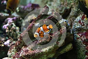 Clownfish or anemonefish Amphiprioninae from the Pomacentridae family