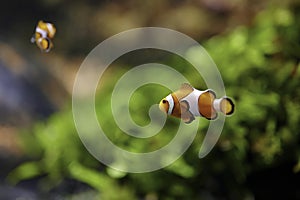 Clownfish or anemonefish Amphiprioninae from the Pomacentridae family