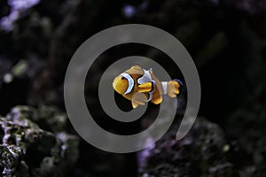 Clownfish or anemonefish Amphiprioninae from the Pomacentridae family