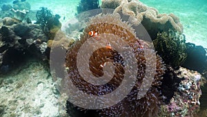 Clownfish Anemonefish in anemone.