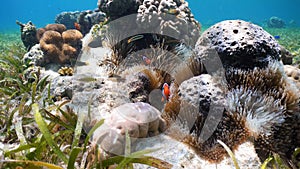 Clownfish Anemonefish in anemone.