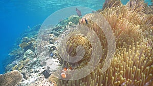 Clownfish Anemonefish in anemone.