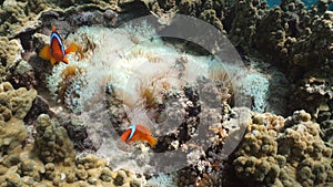 Clownfish Anemonefish in anemone.