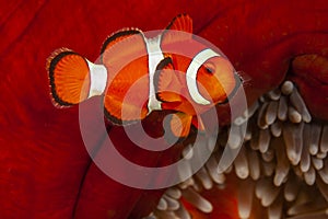 Clownfish or anemonefish in closeup