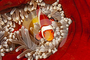 Clownfish or anemonefish in closeup