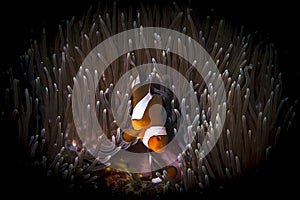 Clownfish or anemonefish on the coral reef of the phi phi islands in the south of Thailand