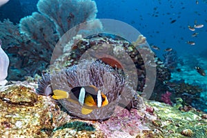 Clownfish or anemonefish on the coral reef of the phi phi islands in the south of Thailand