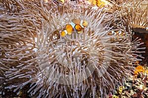 Clownfish or anemonefish on the coral reef of the phi phi islands in the south of Thailand