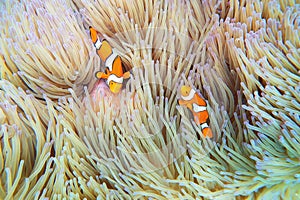 Clownfish Anemonefish Fish Sea Anemone