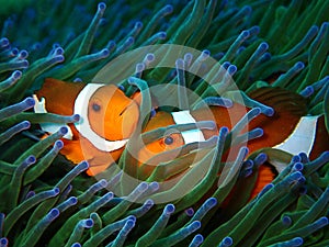 Clownfish or anemonefish are fishes from the subfamily Amphiprioninae in the family Pomacentridae.