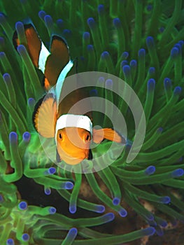 Clownfish or anemonefish are fishes from the subfamily Amphiprioninae in the family Pomacentridae.