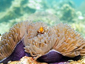 Clownfish anemonefish - Perhentian Islands, Malaysia photo