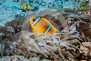 Clownfish or anemonefish with sea anemones