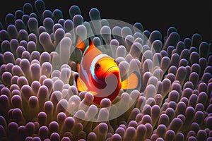 Clownfish in anemones coral anemone clown fish orange colorful