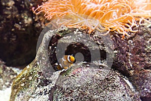 Clownfish in Aquarium