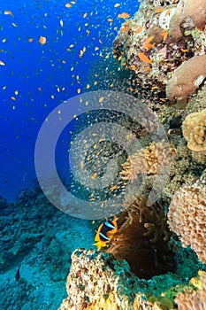 Clownfish around a coral pinnacle