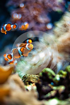 Clownfish a beautiful closeup