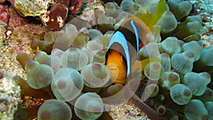 Clownfish in bubble anemone