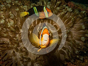 Clownfish Clark`s anemonefish at its beautiful home in a sea anemone at a Puerto Galera reef in the Philippines