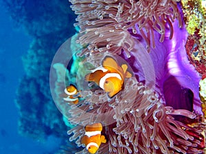 Clownfish Colony