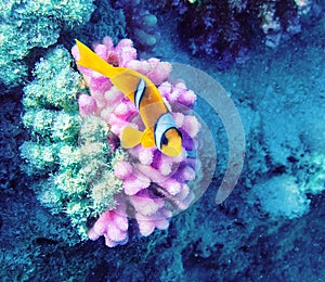 Clownfish on a coral reef