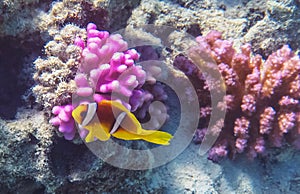 Clownfish on a coral reef