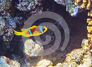 Clownfish on a coral reef