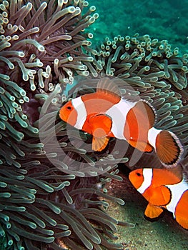 Clownfish in Coral Reef