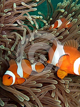Clownfish in Coral Reef