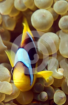 Clownfish defending his anemone