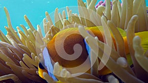 Clownfish family playing in their anemone home