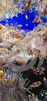 clownfish in a fish tank