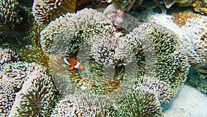 Clownfish fishes with sea anemone under the sea