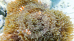 Clownfish fishes with sea anemone under the sea