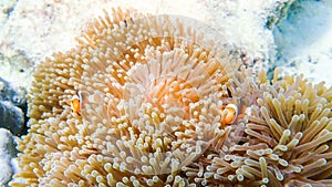 Clownfish fishes with sea anemone under the sea