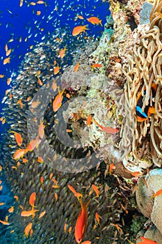 Clownfish and glassfish around a pinnacle