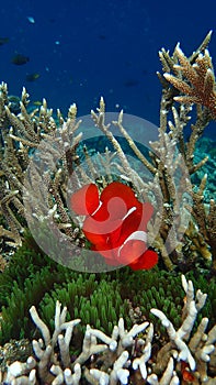 Clownfish in green anemone, acropora corals behind