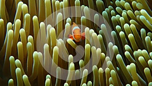 Clownfish green  sea anemone